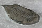 Dalmanites Trilobite Fossil - New York #101555-2